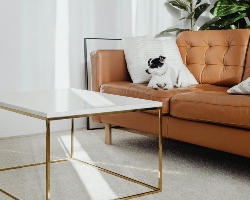 Small black and white dog sitting on a tan leather sofa next to a modern white marble coffee table with gold frame in a bright living room